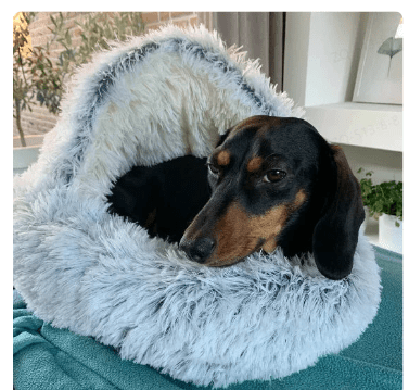 2-in1 Pet Bed - NovaNexa